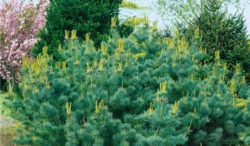 Zum Vergrößern klicken Bildvorschau