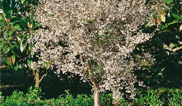 Zum Vergrößern klicken Bildvorschau