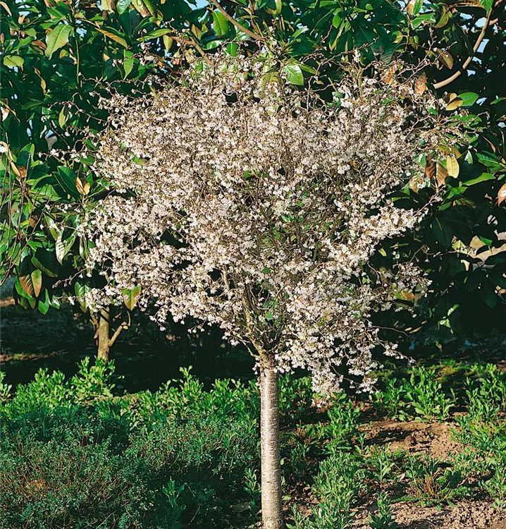 Kurilen-Kirsche 'Brillant', Stamm Kurilen-Kirsche 'Brillant', Stamm