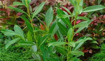 Zum Vergrößern klicken Bildvorschau