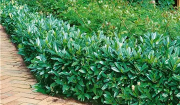 Zum Vergrößern klicken Bildvorschau