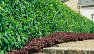 Zum Vergrößern klicken Bildvorschau