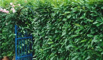 Zum Vergrößern klicken Bildvorschau