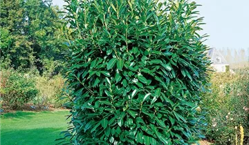 Zum Vergrößern klicken Bildvorschau