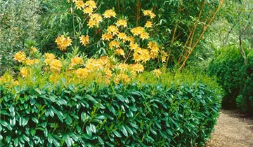 Zum Vergrößern klicken Bildvorschau