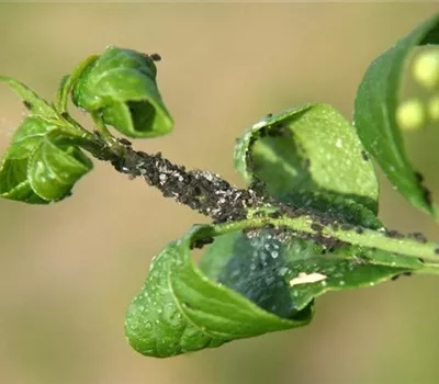 Blattläuse an Spindelstrauch und Pfaffenhütchen Blattläuse an Spindelstrauch und Pfaffenhütchen