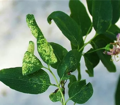 Blattläuse an Geißblatt und Heckenkirsche