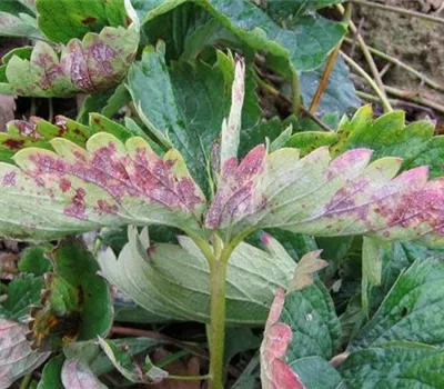 Echter Mehltau an Erdbeeren Echter Mehltau an Erdbeeren