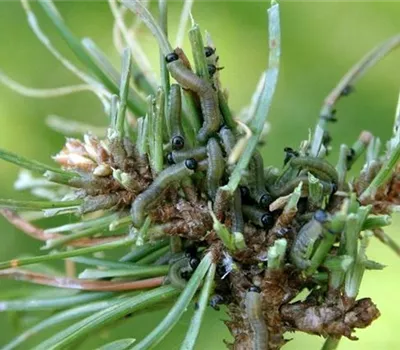 Fraßschäden an Kiefern Fraßschäden an Kiefern
