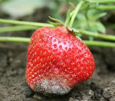 Grauschimmelfäule an Erdbeeren Grauschimmelfäule an Erdbeeren