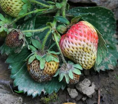 Lederfäule an Erdbeeren Lederfäule an Erdbeeren