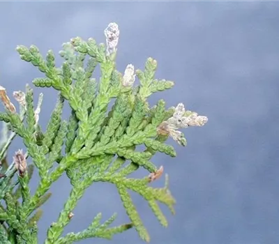 Miniermotten an Thuja Miniermotten an Thuja