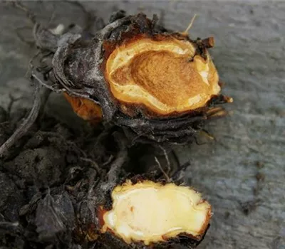 Rhizomfäule an Erdbeeren Rhizomfäule an Erdbeeren