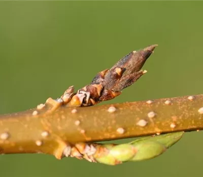 Triebsterben bei Forsythien