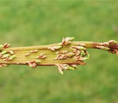 Verbänderung bei Forsythien