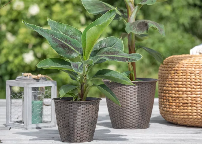 Die perfekten Kübelpflanzen – So wird die Terrasse bunt! Die perfekten Kübelpflanzen – So wird die Terrasse bunt!