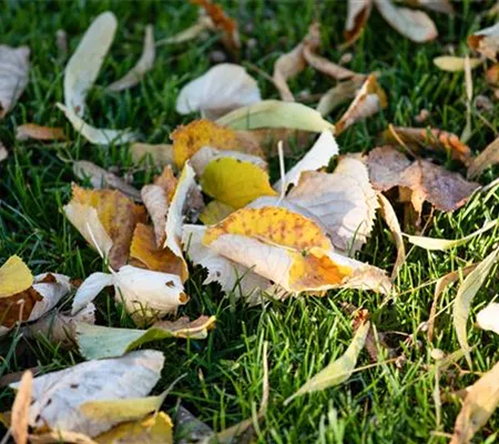 Rasenpflege im Winter - Das neue Gartenjahr startet grün Rasenpflege im Winter - Das neue Gartenjahr startet grün