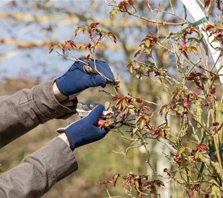 Der Rosenschnitt – Schönheitskur im Frühling