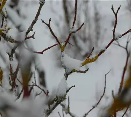 Winterschutz für Pflanzen – So geht´s gesund durch den Winter Winterschutz für Pflanzen – So geht´s gesund durch den Winter