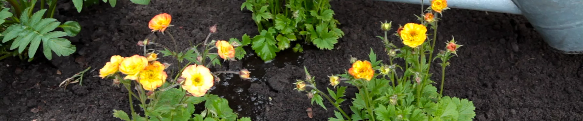 Nelkenwurz - Einpflanzen im Garten (thumbnail).jpg Nelkenwurz - Einpflanzen im Garten (thumbnail).jpg