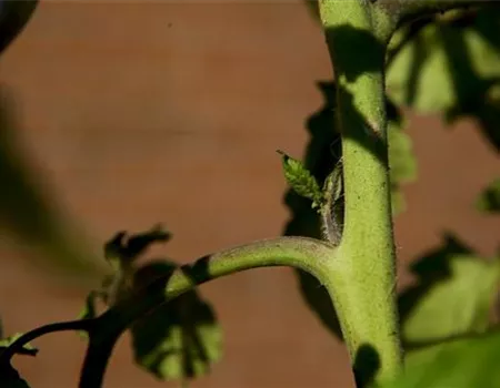 Wie machst du das? - Tomaten ausgeizen Wie machst du das? - Tomaten ausgeizen