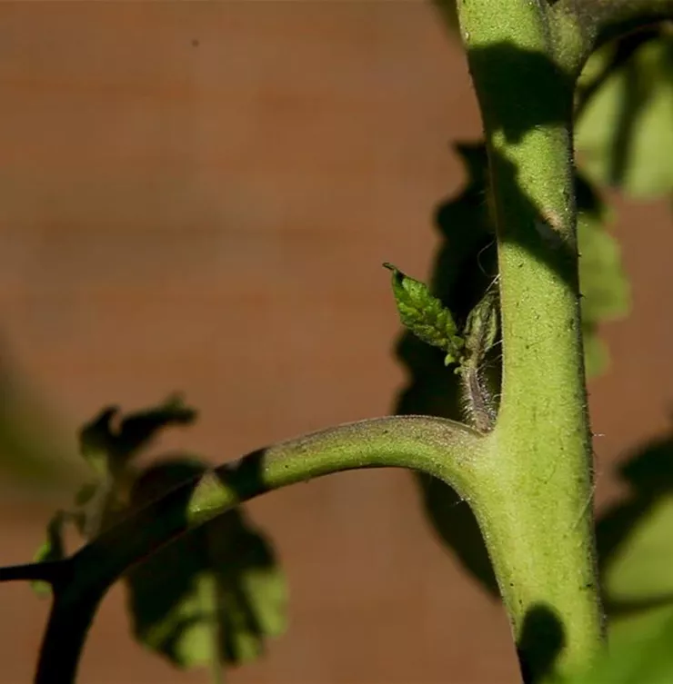 Wie machst du das? - Tomaten ausgeizen