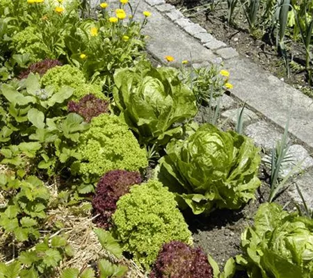 Der Gemüsegarten – weder spießig noch langweilig Der Gemüsegarten – weder spießig noch langweilig