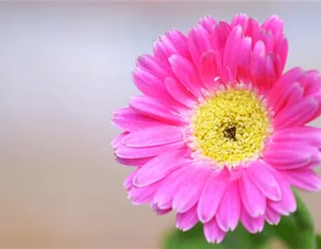 Gerbera - Einpflanzen im Garten Gerbera - Einpflanzen im Garten