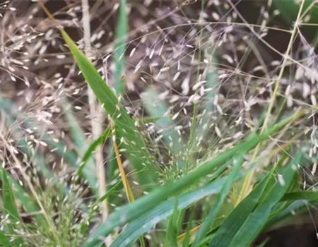 Liebesgras - Einpflanzen im Garten Liebesgras - Einpflanzen im Garten