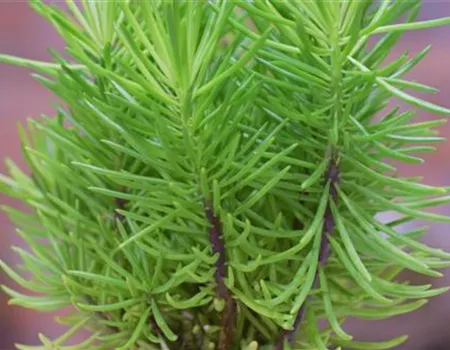 Senecio Himalaya - Umtopfen Senecio Himalaya - Umtopfen