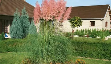 Zum Vergrößern klicken Bildvorschau