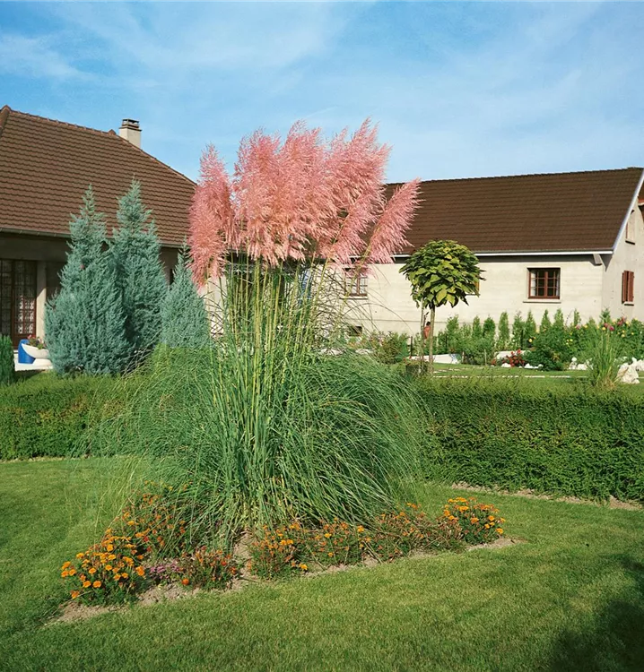 Pampasgras rosa und weiß Pampasgras rosa und weiß