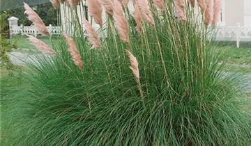 Zum Vergrößern klicken Bildvorschau