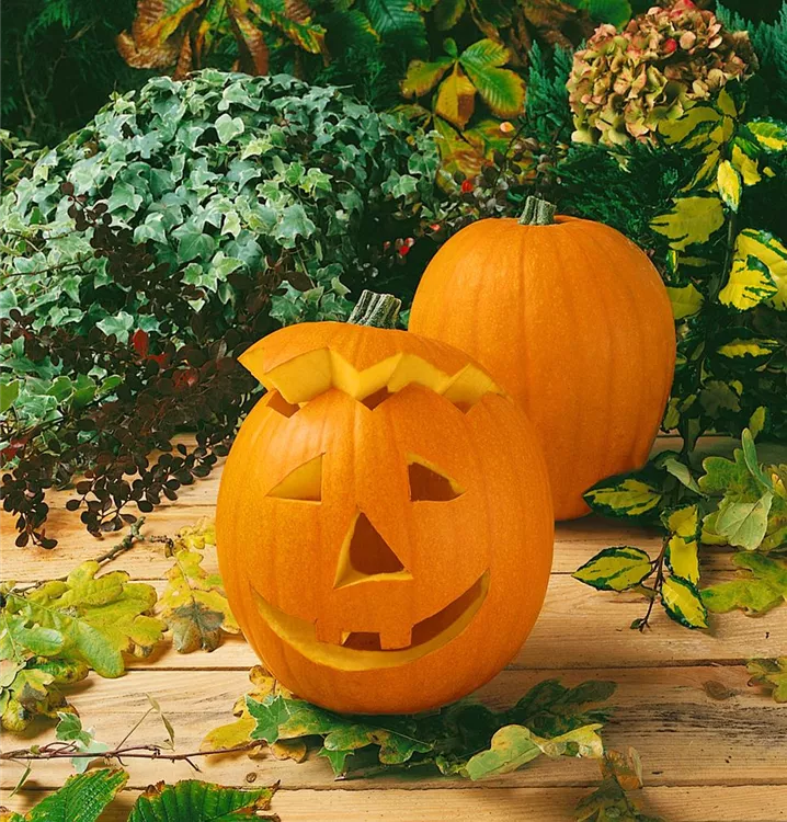 Speisekürbis 'Sankt Martin F1'