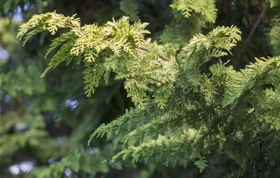 Arizona-Zypresse Arizona-Zypresse