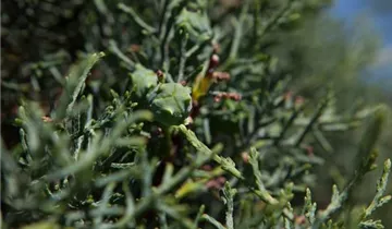 Zum Vergrößern klicken Bildvorschau