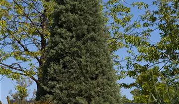 Zum Vergrößern klicken Bildvorschau