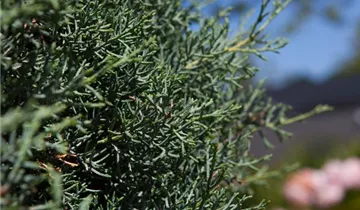 Zum Vergrößern klicken Bildvorschau