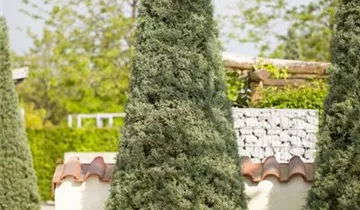 Zum Vergrößern klicken Bildvorschau