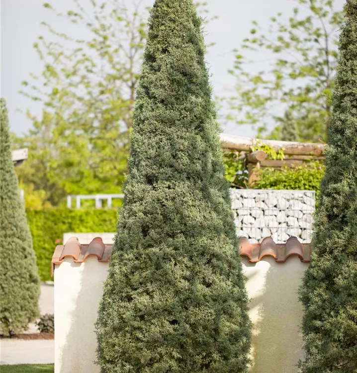 Säulen-Arizona-Zypresse 'Fastigiata' Säulen-Arizona-Zypresse 'Fastigiata'