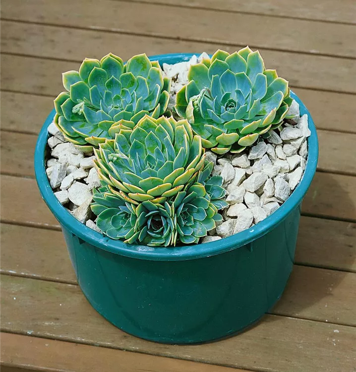 Echeverie