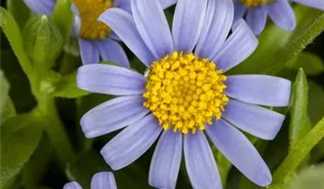 Zum Vergrößern klicken Bildvorschau