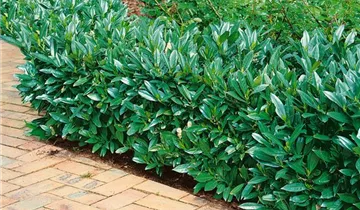 Zum Vergrößern klicken Bildvorschau