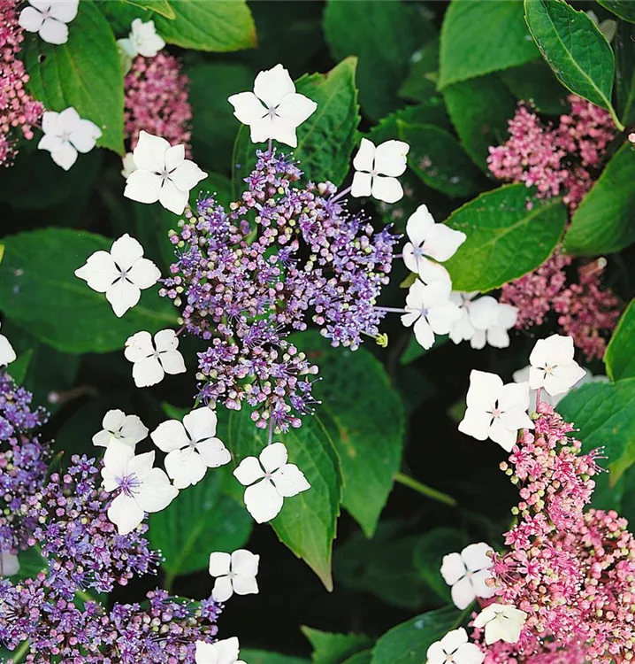 Rauhe Hortensie