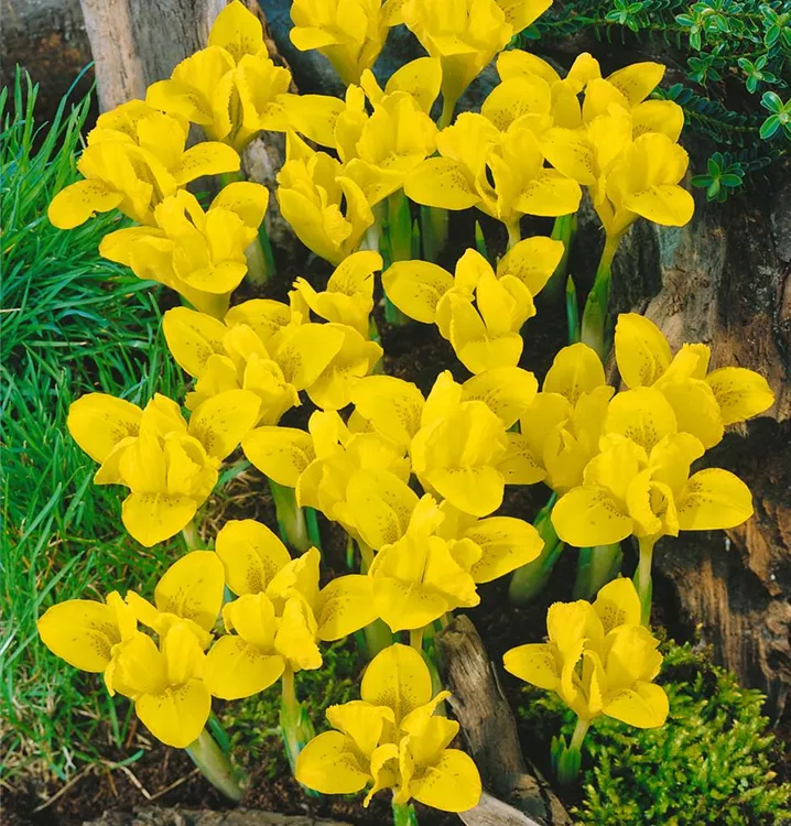 Taurus-Zwiebel-Schwertlilie