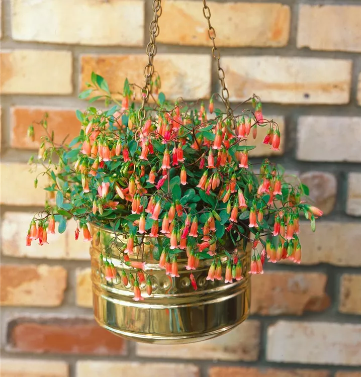 Glocken-Kalanchoe