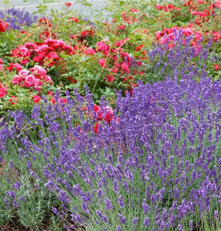 Bastard-Garten-Lavendel 'Grosso'