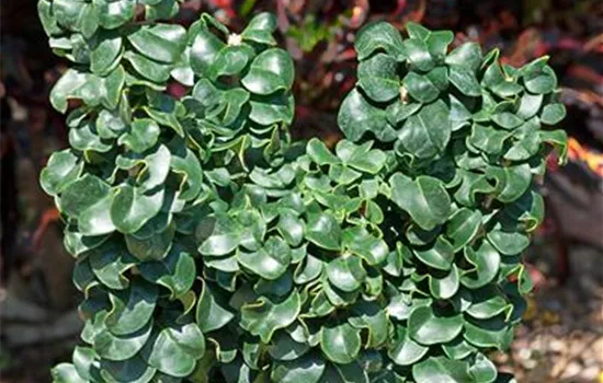 Japanischer Liguster Japanischer Liguster