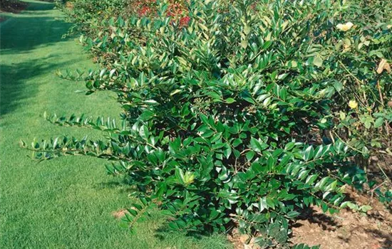 Glänzender Liguster Glänzender Liguster