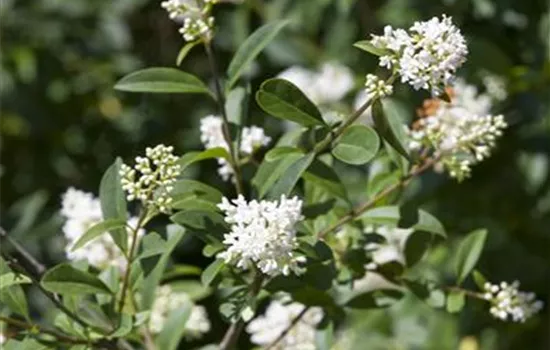 Ovalblättriger Liguster Ovalblättriger Liguster